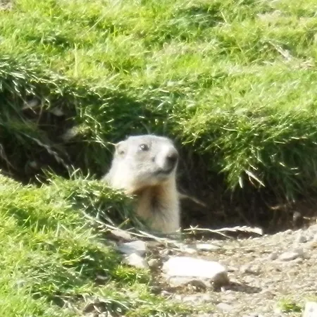 Haus Pichler Apartmán