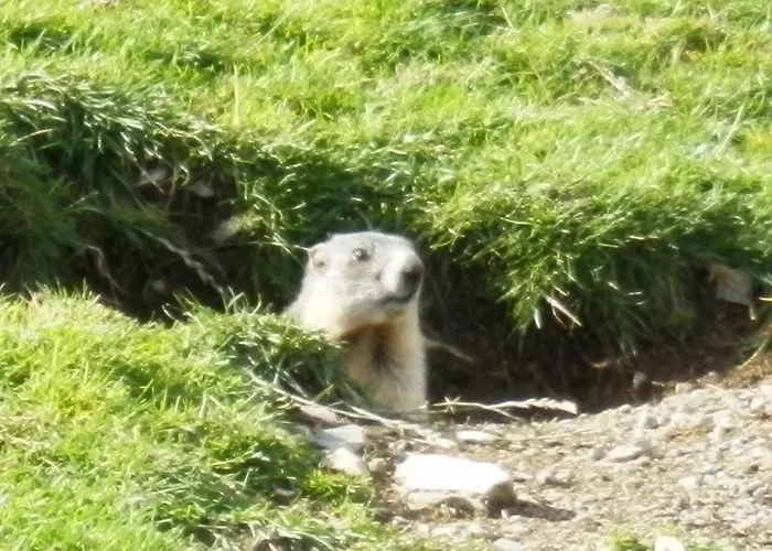 Haus Pichler Apartman